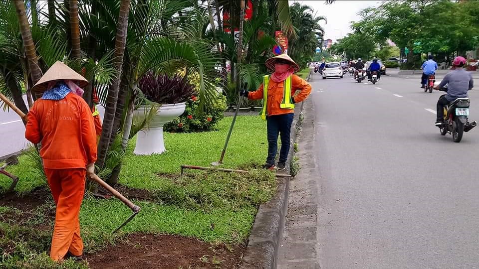 Công nhân giẫy cỏ lá gừng để trồng lại bằng cỏ nhung Nhật Bản. Ảnh: Mạng xã hội
