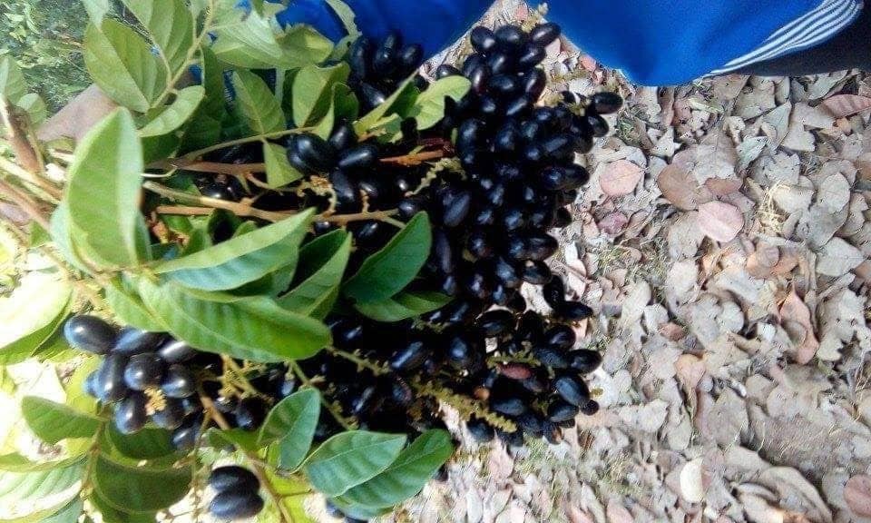Trái trâm khi còn xanh có vị chua nhưng lúc chín có vị ngọt rất riêng.