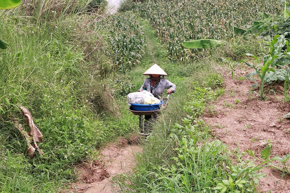 Cảnh heo hút, rậm rạp khi đi vào đây. Ảnh: PV.