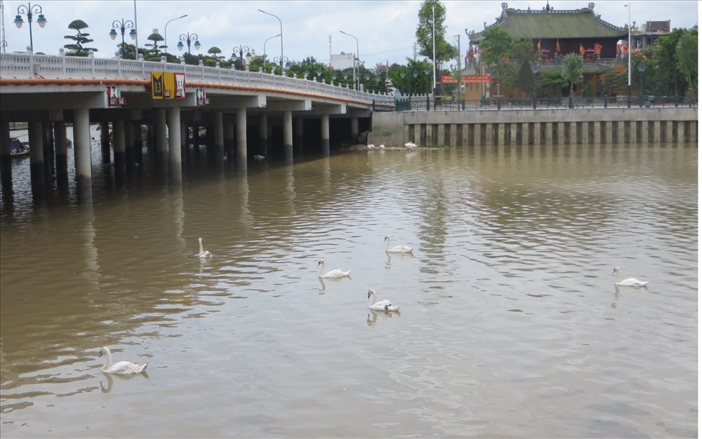 Mặc dù lòng cầu Tam Bạc là điểm tránh trú hiện nay của đàn Thiên nga, nhưng về lâu dài, khi mưa gió, bão lũ đó không phải là điểm lý tưởng. Ảnh: TN
