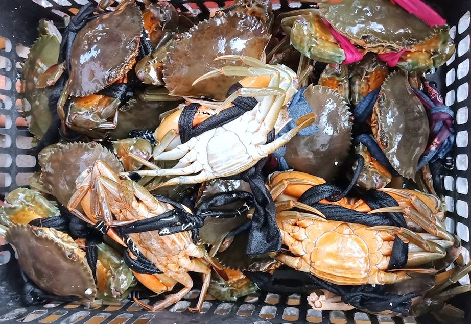 Cua Cà Mau không bao giờ bán con mà chỉ bán bằng kg, thấp nhất từ 230.000 đồng/kg (anh Nhật Hồ)