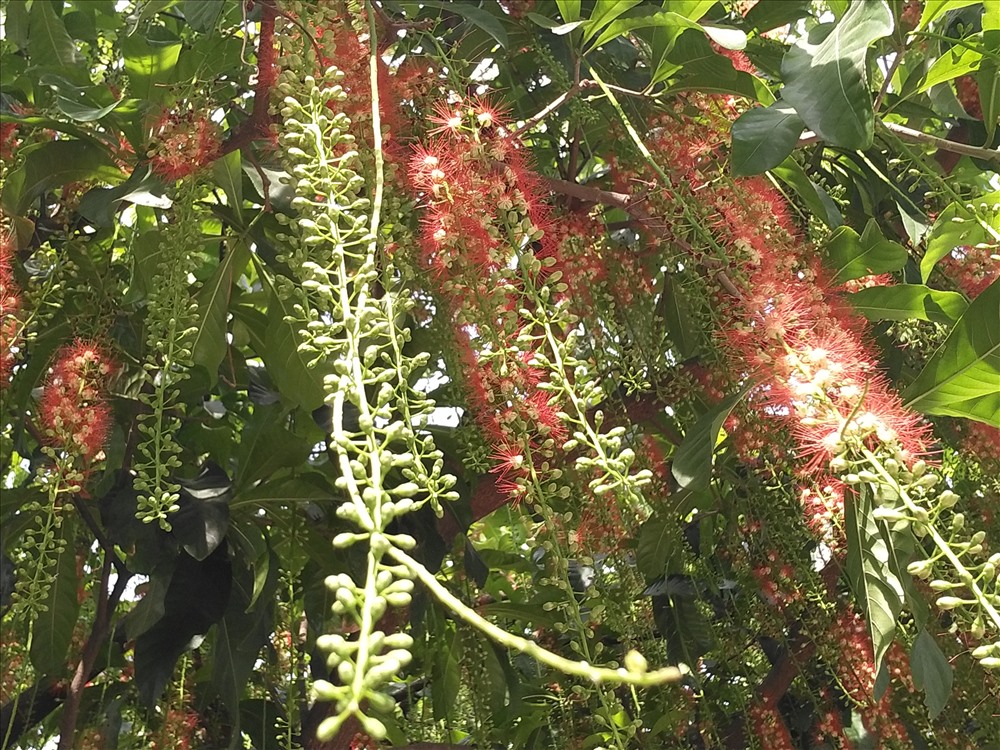 Hoa lộc vừng màu đỏ, rất dài, nhiều cánh...