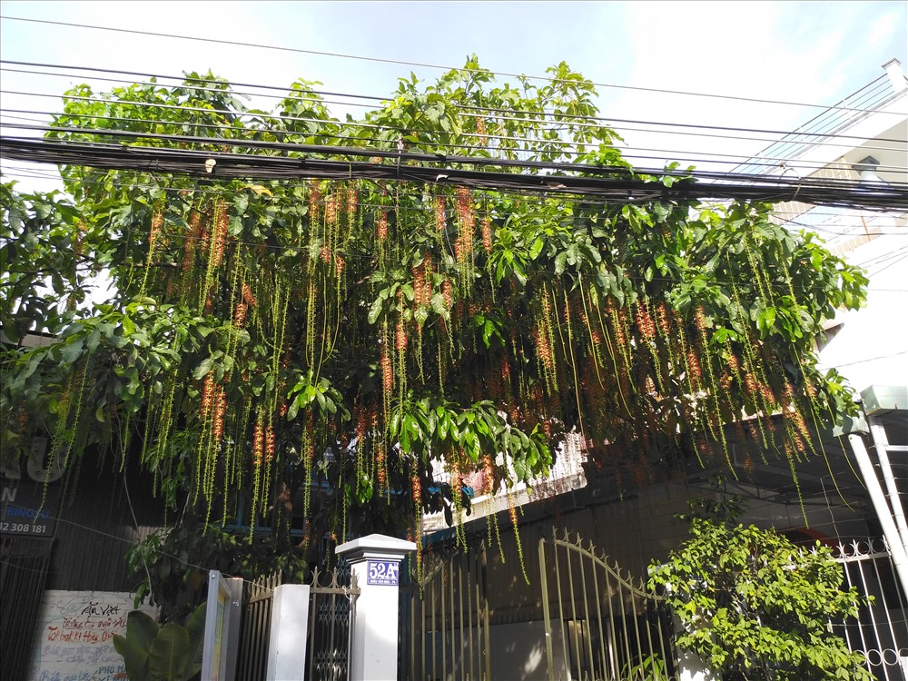 Cây lộc vừng nở hoa trên đường Châu Văn Giác, P.2, TP.Tân An.