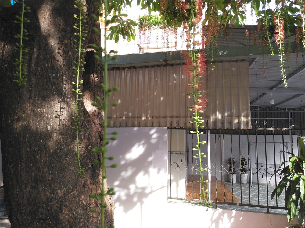 Lộc vừng ra hoa trên cả thân cây.
