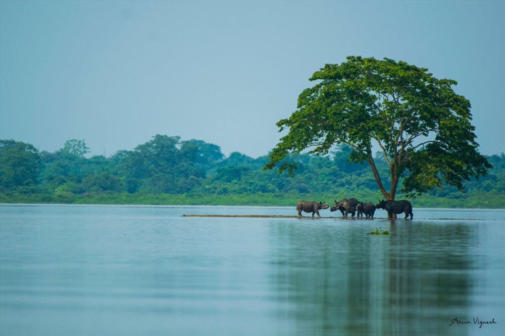 Tê giác một sừng ở vườn quốc gia Kaziranga đang tránh lũ. Ảnh CNN, AFP.
