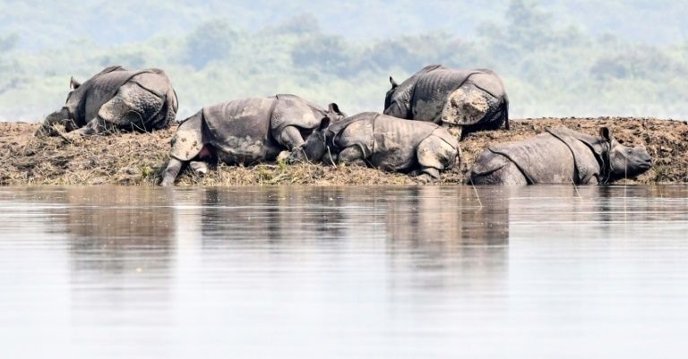 Tê giác một sừng ở vườn quốc gia Kaziranga đang tránh lũ. Ảnh CNN, AFP.