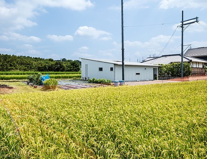Giữa cánh đồng lúa óng ả.