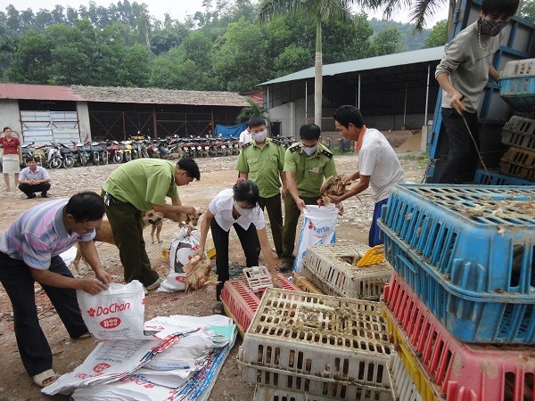 Lực lượng QLTT Yên Bái kiểm tra số gia cầm nhập lậu. Ảnh: Bùi Bình