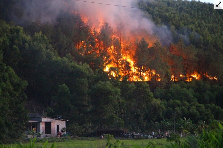 Cháy rừng ngay sát khu dân cư tại Thừa Thiên Huế. Ảnh: TCLN
