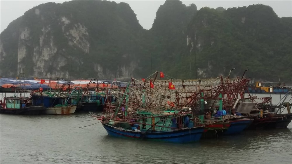 Nhiều tàu đánh cá đã neo đậu tại những khe hẹp trên vịnh Hạ Long để tránh bão - ảnh NH