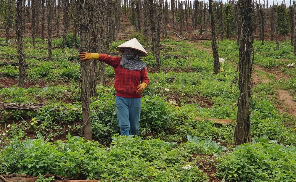 Dịch bệnh, rớt giá cùng với vỡ trận quy hoạch hồ tiêu là những vấn đề mà ngành hồ tiêu Việt Nam chưa tìm ra lời giải rốt ráo. Ảnh: LX