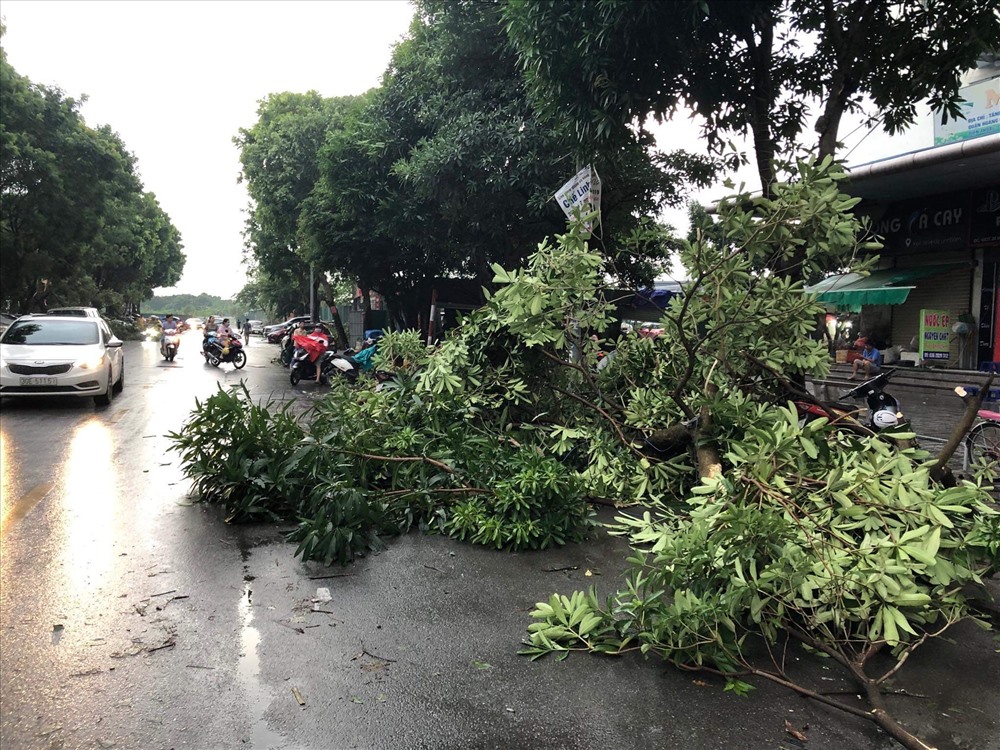 Giao thông khu vực Linh Đàm bị ùn tắc do cây đổ.