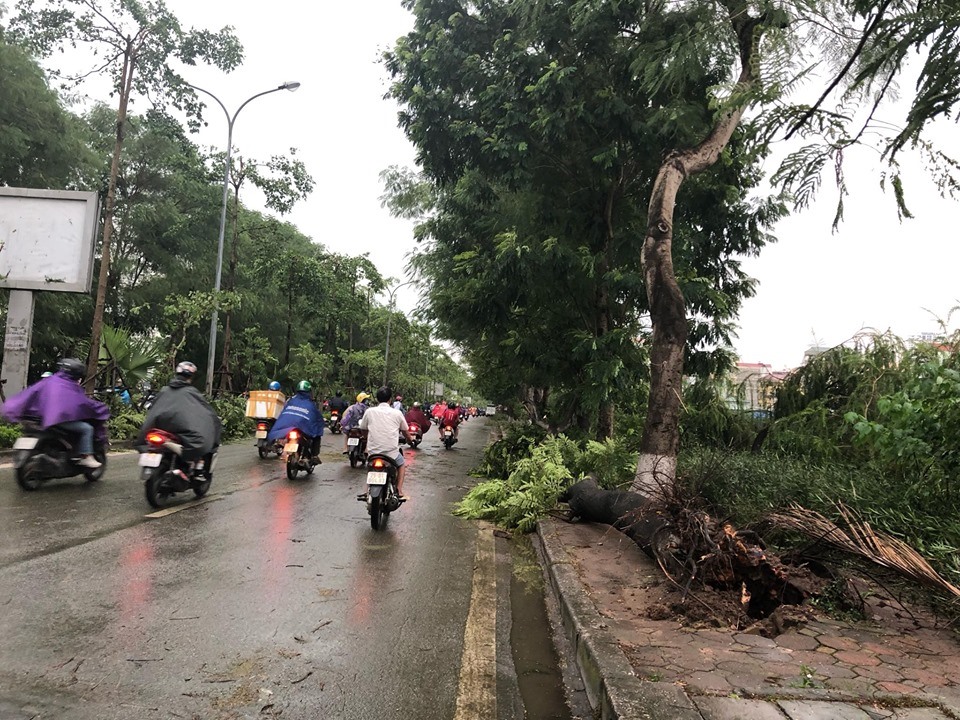 Hiện chưa ghi nhận trường hợp nào bị thương do cây đổ.