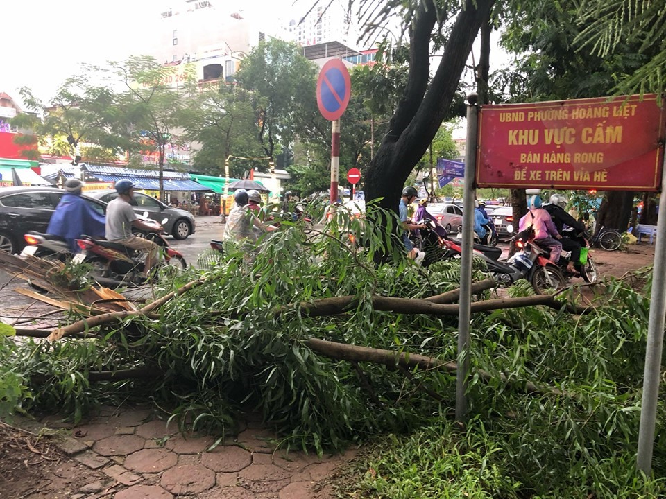 Cây đổ ra đường khiến người dân đi lại khó khăn.