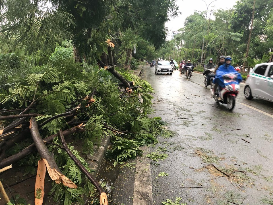Cây đổ ra đường khiến người dân đi lại khó khăn.
