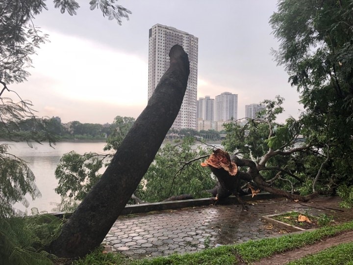 Tại khu vực bán đảo Linh Đàm, đoạn đường Nguyễn Hữu Thọ nhiều cây xanh bị đổ.