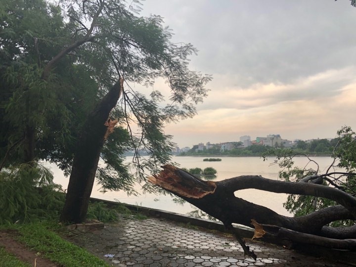 Mưa lớn, gió giật mạnh dù chỉ diễn ra trong thời gian ngắn nhưng sức gió khiến nhiều cây xanh không thể chống đỡ.