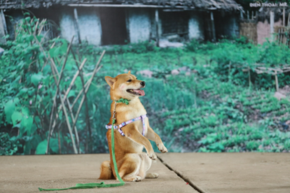 Cho Ngoại Quốc đong Cậu Vang Của Lao Hạc Nha Sản Xuất Len Tiếng Lao động Online Laodong Vn Tin Tức Mới Nhất 24h