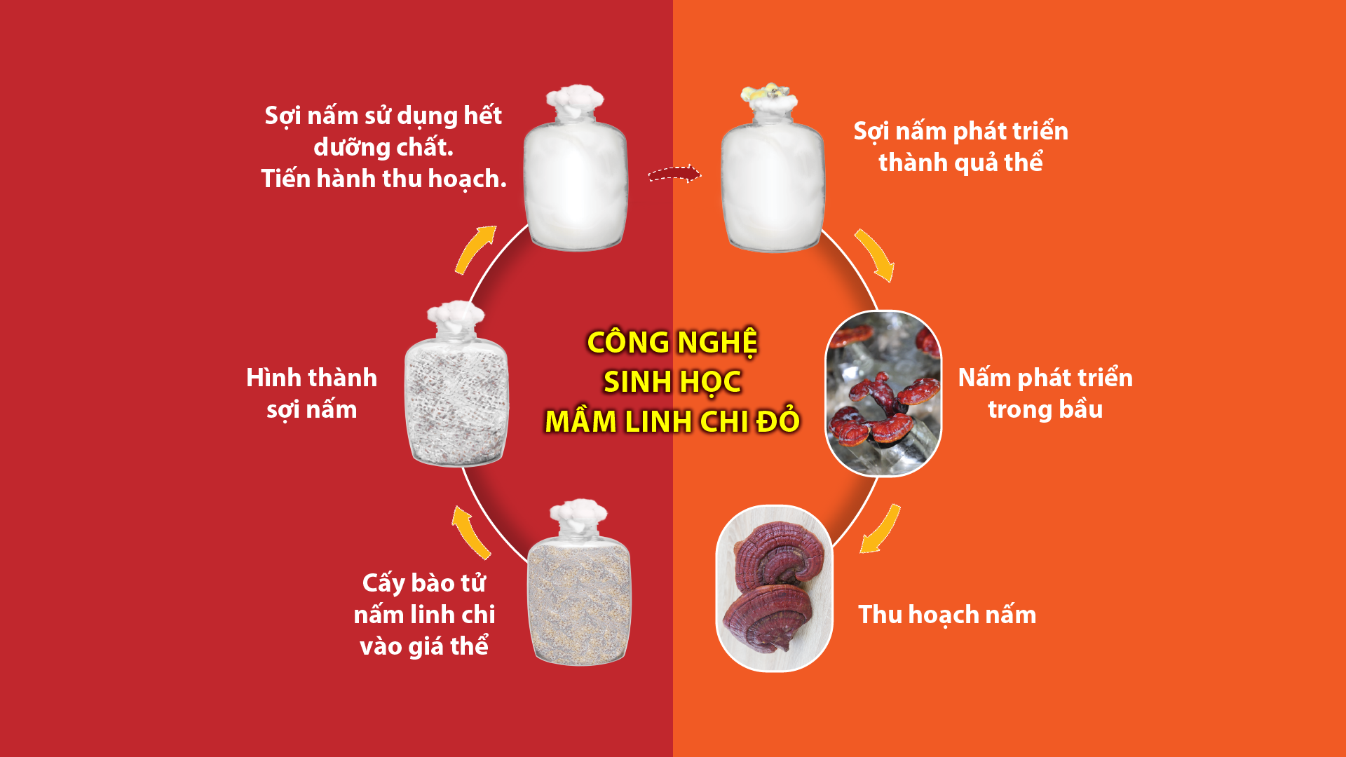 Quá trình nuôi cấy và thu hoạch Mầm Linh Chi đỏ khác biệt hoàn toàn.