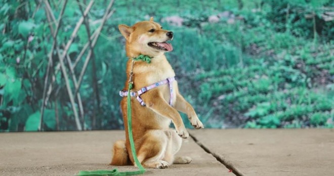 Chú chó Nhật vào vai cậu Vàng gây tranh luận mấy ngày nay.