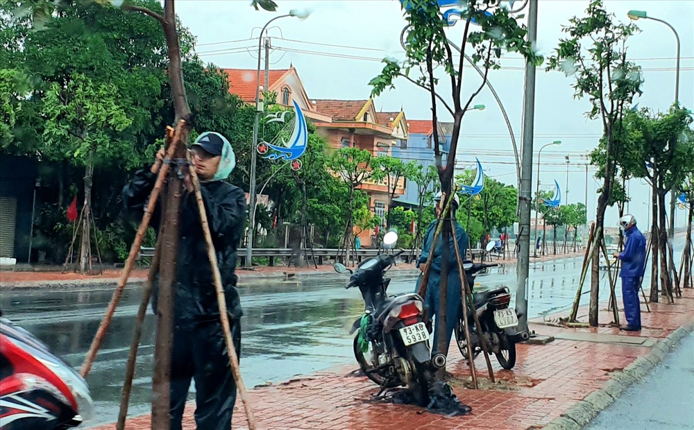 Công nhân Trung tâm CVCX Đồng Hới gia cố cây xanh trước khi bão đến. Ảnh: Lê Phi Long