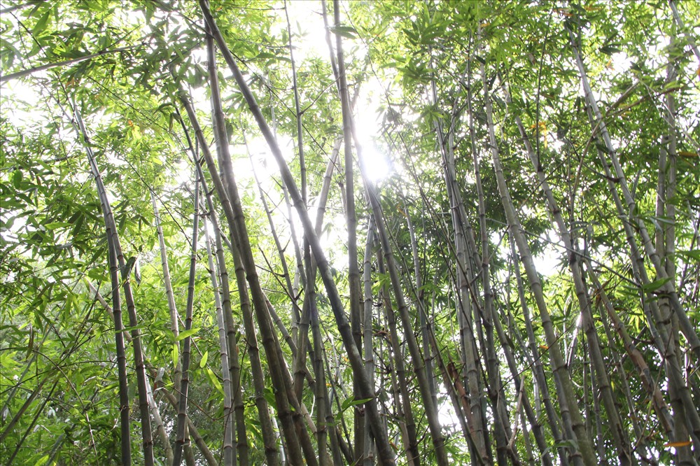 Đây là loài tre cây của Hà Tĩnh.