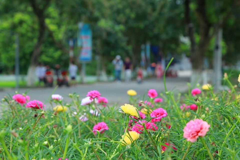 Con đường trồng nhiều hoa dọc bờ kênh cải tạo.
