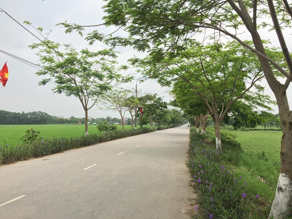 Con đường xanh mát vào thôn Thụy Lôi.