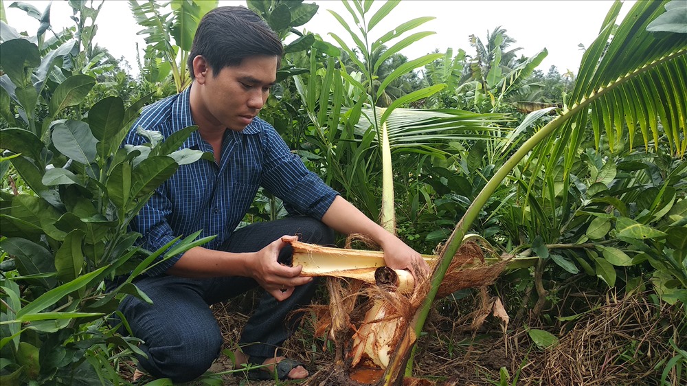 Ông Âu Trọng Hửu, cán bộ Nông nghiệp xã Tân An Luông kiểm tra hiện trường và cho biết chưa từng thấy cảnh này. Ảnh: Hữu Hồng