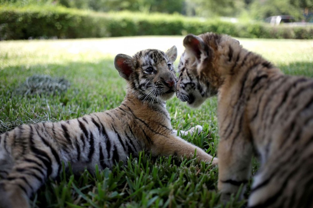 Hai con hổ con bengal sinh đôi tại vườn thú La Pastora, thành phố Guadalupe, Mexico tháng 7.2019. Ảnh: Reuters.