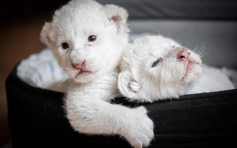Hai con sư tử trắng non ở La Mailleraye-sur-Seine, Pháp. Hai con sư tử trắng tên là Nala và Simba chào đời cuối tháng 7.2019. Ảnh: Getty.