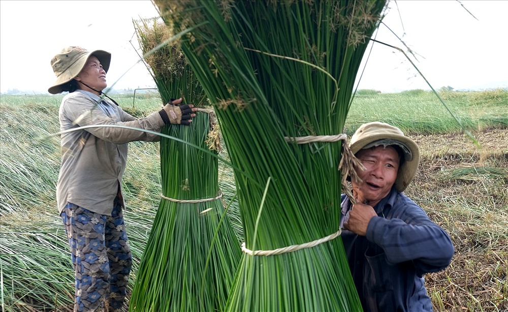 Siết chặt cói thành từng bó.