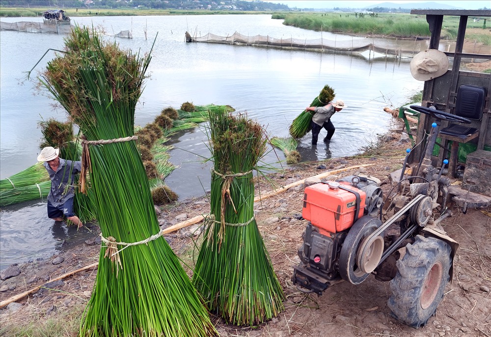 Cói được kéo về bến sẽ được tách ra để chuyển lên xe đưa về cơ sở sản xuất các sản phẩm từ cói.
