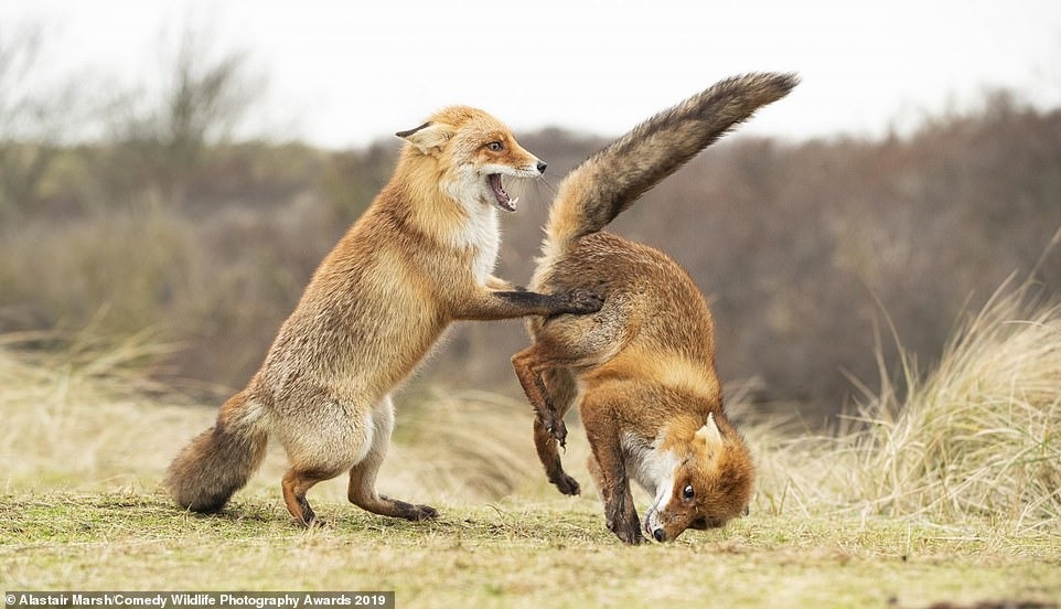 40 bức ảnh đã lọt vào vòng chung kết cuộc thi “Comedy Wildlife Photography Award” năm 2019. Trong ảnh là 2 chú cáo đang đánh lộn trên cỏ.