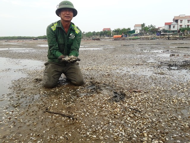 Ông Thuận xót xa cho biết, hơn 20 năm nuôi ngao, chưa năm nào ngao chết nhiều như năm nay. Ảnh: Trần Tuấn