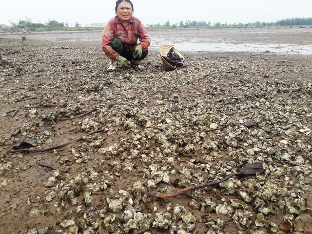 Ngoài ngao chết, thì hàu nuôi của gia đình bà Dung cũng chết trắng. Ảnh: Trần Tuấn