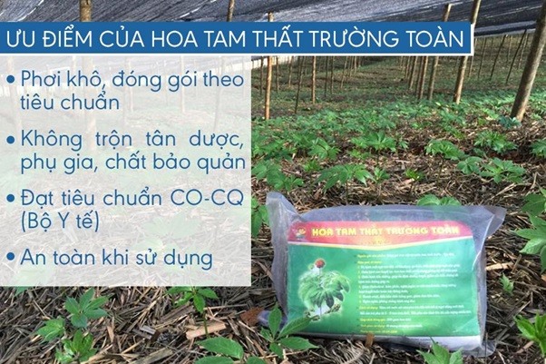 Sử dụng Hoa tam thất Trường Toàn rất đơn giản và tiện dụng
