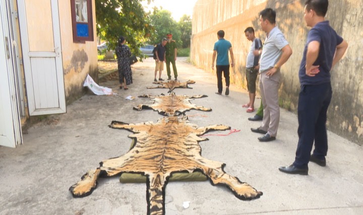 Một bộ da hổ trong đương dây các đối tượng. Ảnh: CAQN