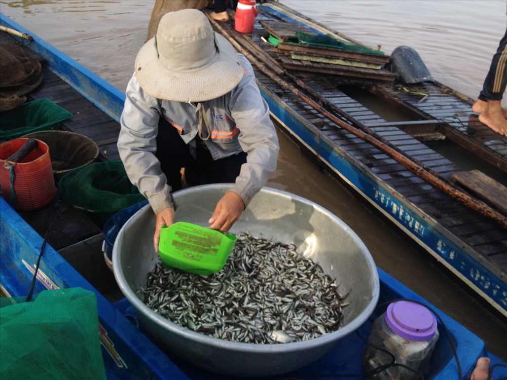 Thu hoạch cá linh. (Ảnh: P.T)