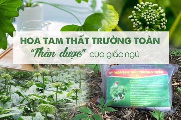Chữa mất ngủ hiệu quả, cho bạn giấc ngủ ngon nhờ Hoa Tam Thất Trường Toàn