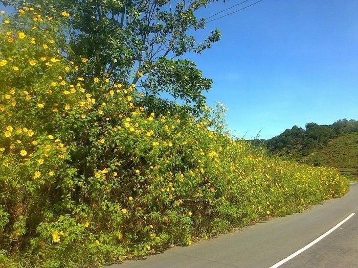 Đường về Buôn Ako Dhong mùa này vô cùng đẹp với màu vàng rực rỡ của hoa dã quỳ bên đường. 