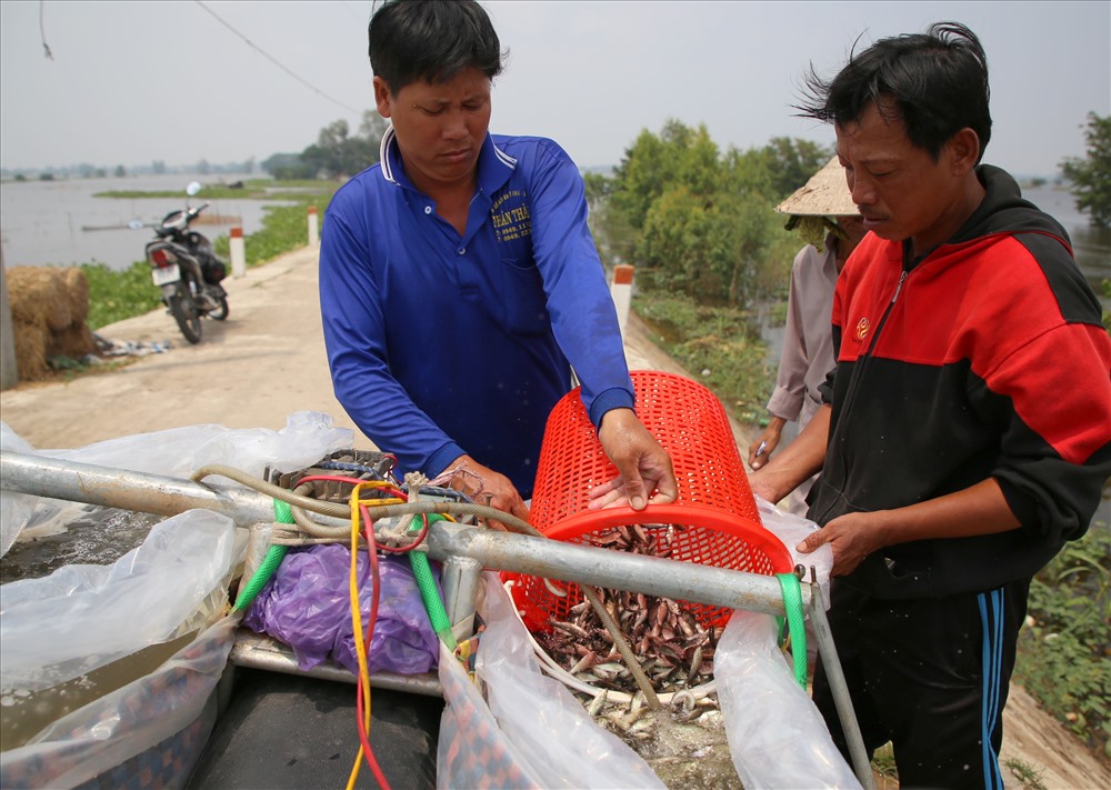 Mua của người dân với giá rẻ, thương lái chỉ cần vận chuyển ra tới chợ hoặc các nhà hàng là bán lại với giá trên 100.000 đồng/kg cá linh.
