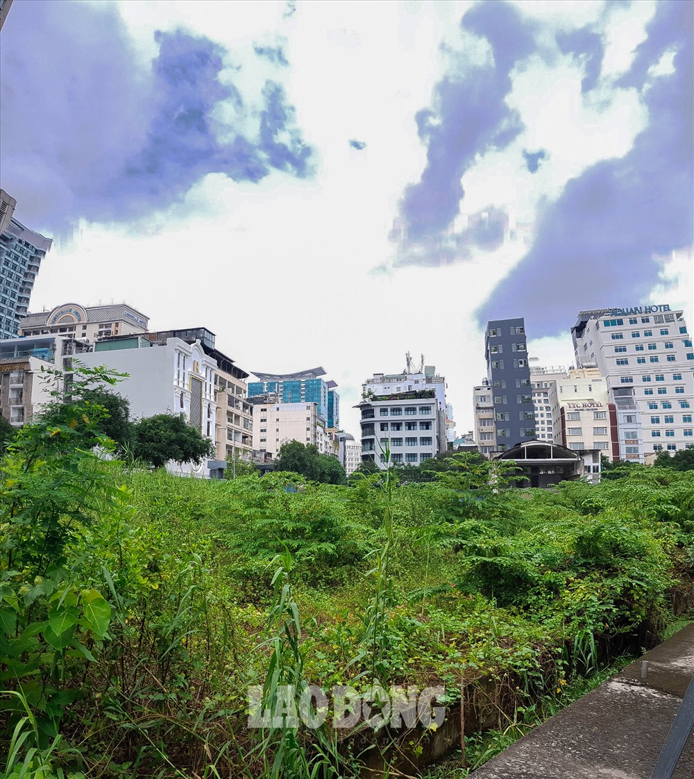 Cỏ dại mọc kín dự án.