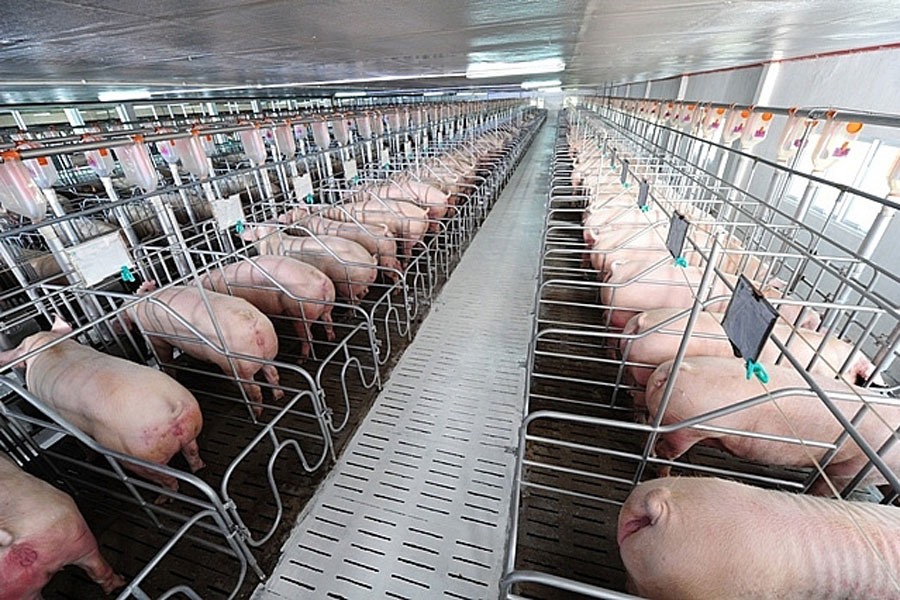 Việc chăn nuôi, tán đàn để đảm bảo nguồn cung thịt lợn từ nay đến cuối năm. Ảnh: P.V