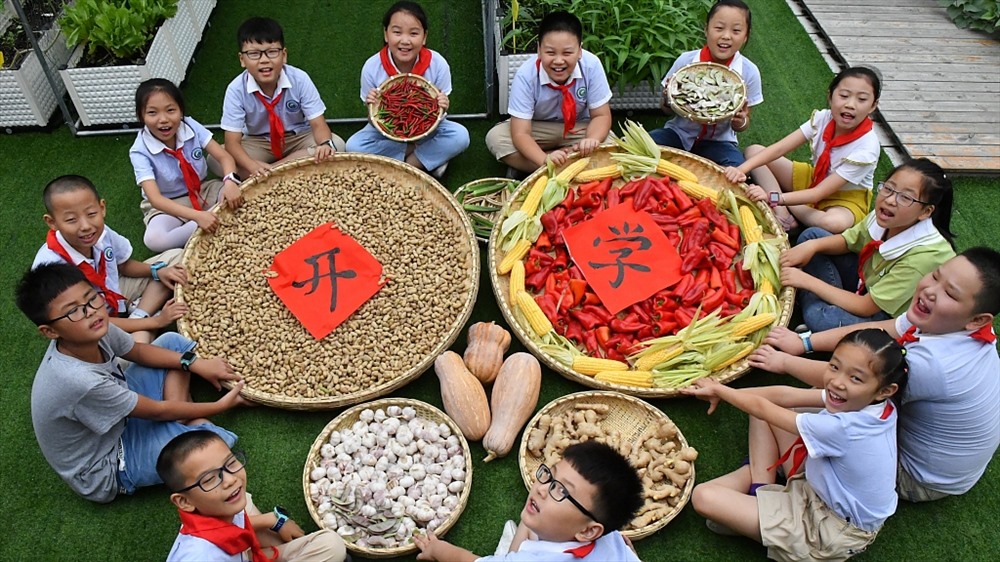 Khi kỳ học mùa thu bắt đầu, học sinh thu hoạch rau củ đã trồng trong vườn trường ở thành phố Hợp Phì, tỉnh An Huy. Ảnh: CGTN.