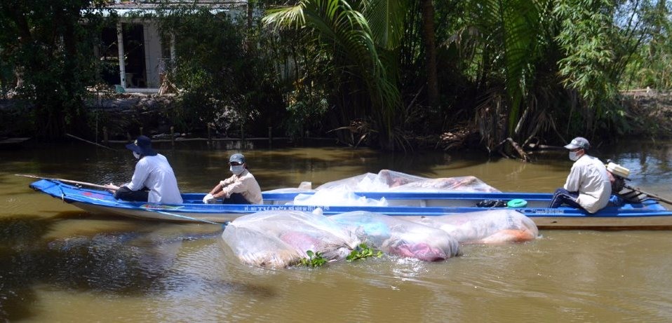 Xác lợn trôi sông quá nhiều, đội xung kích chỏ thành nhiều đợt. Ảnh: Nhật Hồ