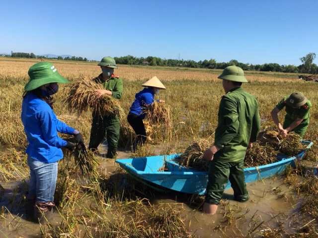 Do dưới chân ruộng vẫn còn ngập nước nên phải dùng thuyền để chuyển lên bờ