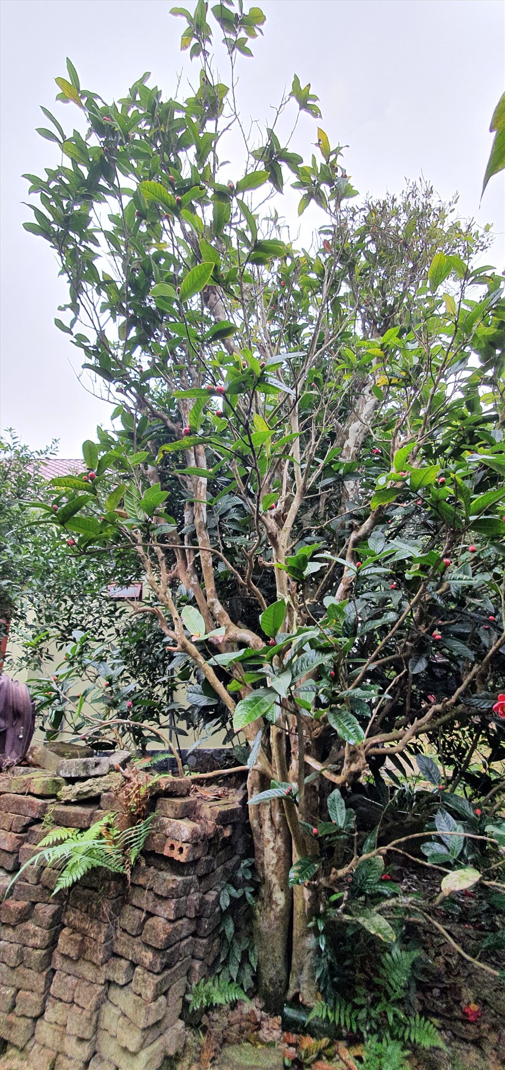 Cây hải đường trăm tuổi là tài sản của gia đình ông Nguyễn Sinh Súy, 87 tuổi, thôn Đồng Dụ, xã Đặng Cương. Theo ông Súy, cây hải đường được trồng từ đời ông bà ông, tuổi đời ngót nghét hơn 100 tuổi. Ảnh Mai Dung