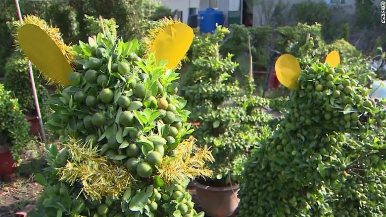 Quất càng sai quả, gia chủ càng may mắn. Ảnh: CNN/VTV
