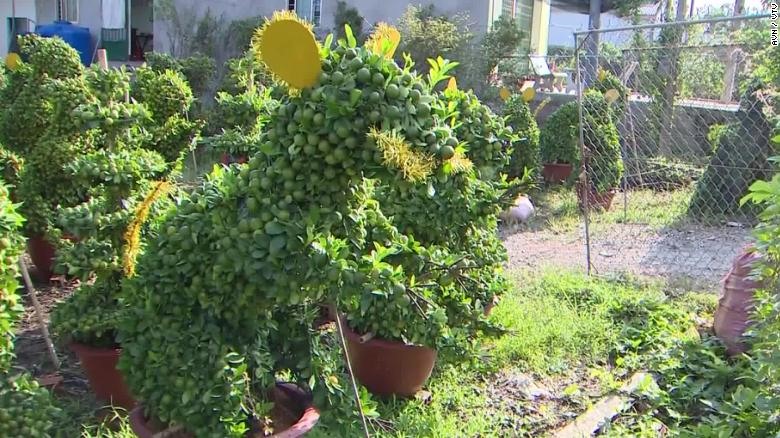 Quất bonsai hình chuột là cây cảnh độc lạ trong dịp Tết Canh Tý 2020. Ảnh: CNN/VTV